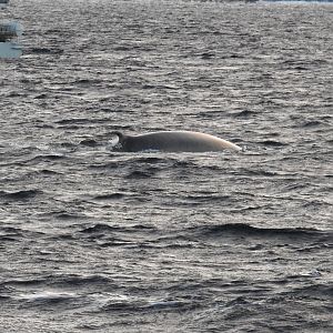 Fin Whale