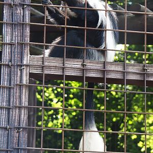Kikuyu Colobus (Colobus guereza kikuyuensis), 2023-06-24