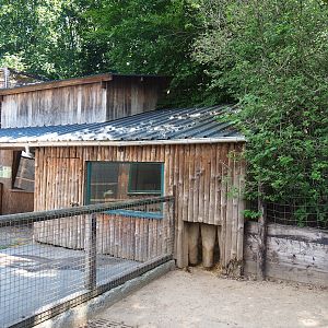 Collared peccary barn, 2023-06-242023-06-24