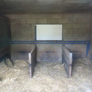 Collared peccary indoor housing, 2023-06-24