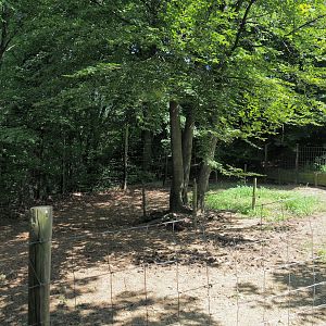 Collared peccary paddock, 2023-06-24