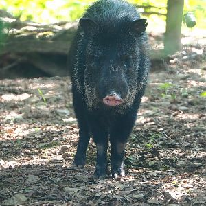 Collared peccary (Pecari tajacu), 2023-06-24