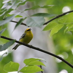 Blue-winged Warbler (Vermivora cyanoptera)