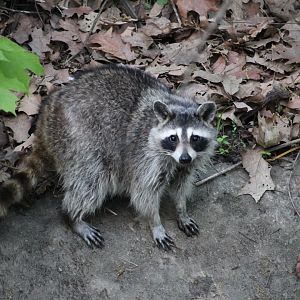 Common Raccoon