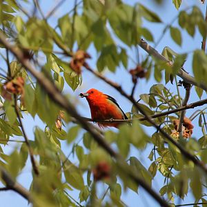 Scarlet Tanager (Piranga olivacea)