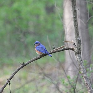 Eastern Bluebird (Sialia sialis)