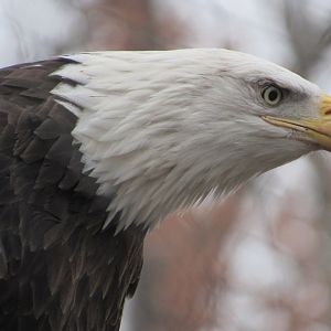 Bald Eagle
