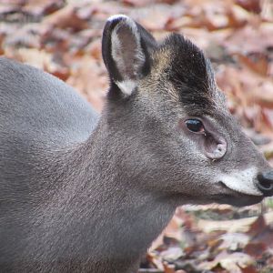 Tufted Deer