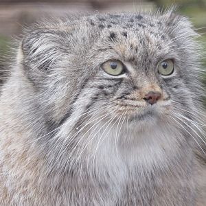 Pallas's Cat Pazi