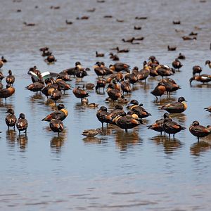 Australian Shelducks