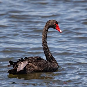 Black Swan