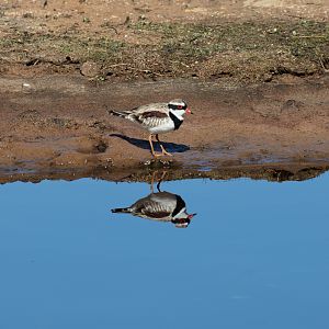 Black-fronted Dotterel