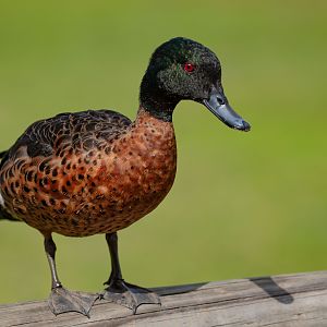 Chestnut Teal