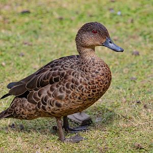 Chestnut Teal female