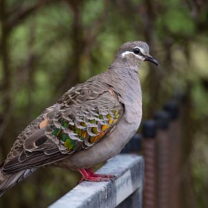 Common Bronzewing female