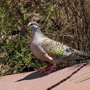 Common Bronzewing male