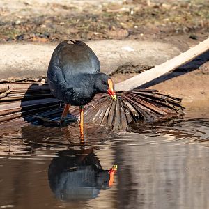 Dusky Moorhen