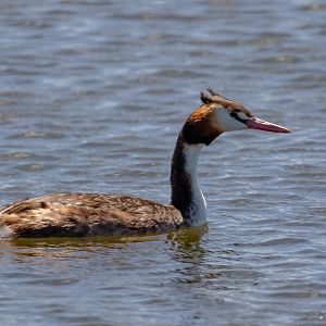 Great Crested Grebe