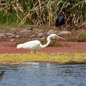 Great Egret