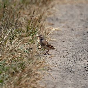 Horsfield's Bushlark