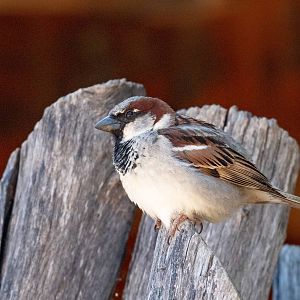 House Sparrow