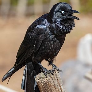 Little Raven