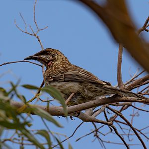 Red Wattlebird