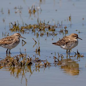 Sharp-tailed Sandpipers