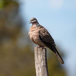 Spotted Dove