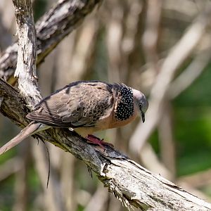 Spotted Dove male