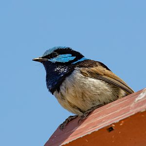 Superb Blue Wren