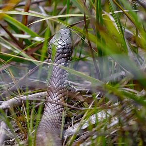 Mainland Tiger Snake