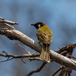 White-eared Honeyeater
