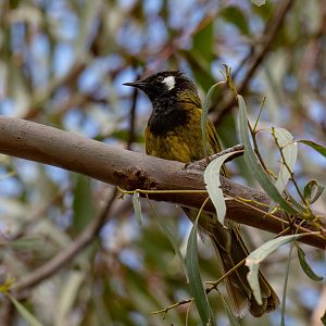 White-eared Honeyeater
