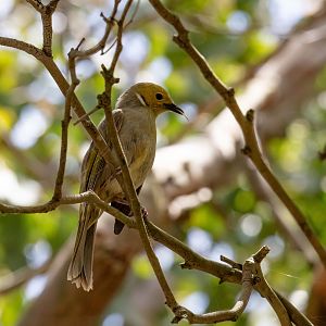 White-plumed Honeyeater