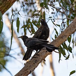 White-winged Chough