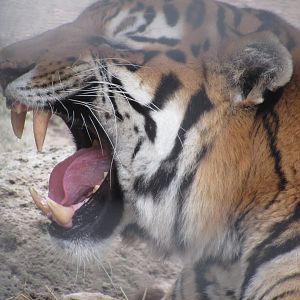 My what big teeth you have! Amur Tiger Vikentii