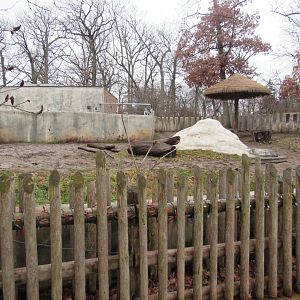 Black Rhinoceros - First Yard