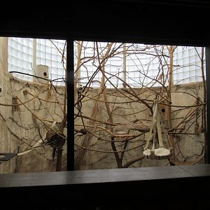 Cotton-top Tamarin Exhibit