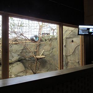 Prehensile-tailed Porcupine Exhibit