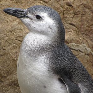 Juvenile Magellanic Penguin