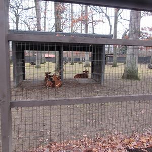 Eastern Bongo Exhibit