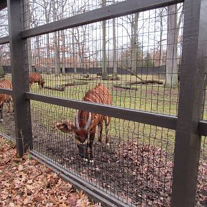 Eastern Bongo Exhibit