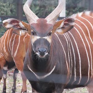 Eastern Bongo Moose