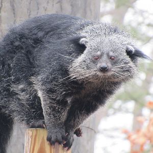Binturong