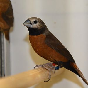 Grey-crowned mannikin (Lonchura nevermanni)