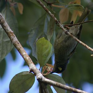 Cryptic Honeyeater (Microptilotis imitatrix)