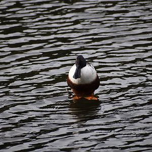 Northern Shoveler ~ Imperial Palace Moat