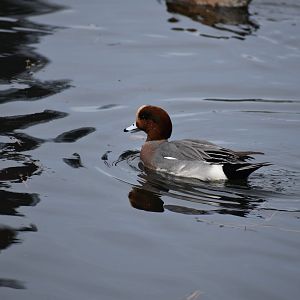 Eurasian Wigeon ~ Imperial Palace Moat