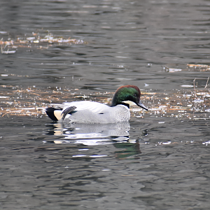 Falcated Duck ~ Imperial Palace Moat